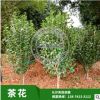苗圃基地低價批發 湖南優質茶花 規格齊全 球形小茶花