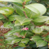 基地直銷湖南山茶花，山茶花小苗，各種山茶花大紅花品種齊全。