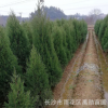 自產自銷湖南松柏，塔柏，側柏1.2米1.5米1.8米等各種規格樹苗
