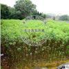 苗圃基地供應 黃花槐 小苗規格齊全歡迎實地考察灌木類園林植物