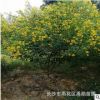 苗圃批發湖南黃花槐小苗，地徑2-3公分單桿叢生黃花槐。價格優惠