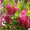大量供應(yīng)基地直銷紅花槐 綠化小苗 工程行道樹優(yōu)質(zhì)紅花槐 毛刺槐