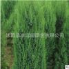 大量供應(yīng)優(yōu)質(zhì)綠化苗木刺松小苗 綠化行道樹龍柏 刺松苗 量大優(yōu)惠
