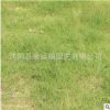 草坪草種 天堂草狗牙根草皮工程草坪鋪設(shè)基地直銷規(guī)格齊全