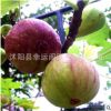 基地批發(fā)園林果樹苗無(wú)花果樹苗盆栽地栽苗無(wú)花果品種齊全當(dāng)年結(jié)果