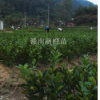 福建龍巖臍橙苗