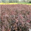紅葉小檗苗庭院綠化工程苗基地直銷量大優惠規格齊全批發綠化