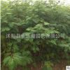 基地直銷苗圃合歡樹合歡花綠化工程喬木樹行道樹規格齊全量大優惠