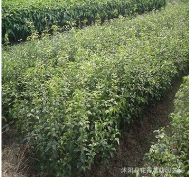 供應桂花種子 金桂種子 丹桂 月月桂日香桂沙藏直接播種保證出芽