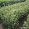 供應桂花種子 金桂種子 丹桂 月月桂日香桂沙藏直接播種保證出芽