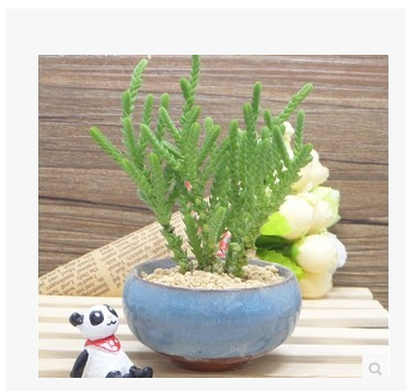 多肉植物 青鎖龍屬 若綠 單株 防輻射迷你盆栽 防輻射花卉批發(fā)
