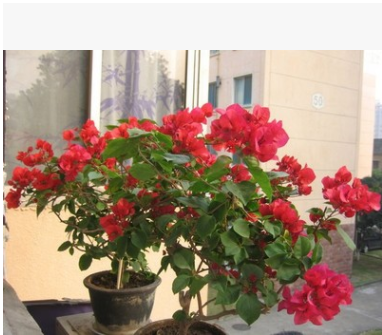 爬藤植物 盆栽花卉-冷眼三角梅 攀緣花卉 三角梅盆栽