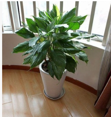 萬年青大型室內辦公室盆栽花卉綠植大葉萬年青 健康長壽 凈化空氣