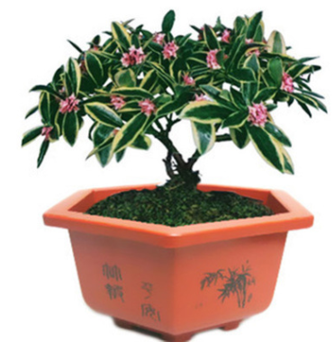 室內(nèi)花卉綠植芳香植物金邊瑞香花苗盆栽含笑白蘭梔子花茉莉花苗