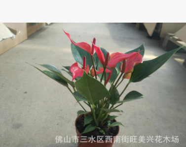 紅掌 辦公小盆栽莫瓦特紅掌