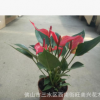 紅掌 辦公小盆栽莫瓦特紅掌