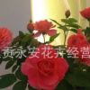 呈貢斗南鉆石月季、微型月季盆栽苗木銷售