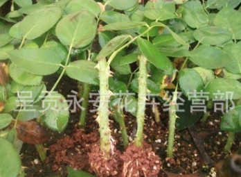 呈貢斗南[專供江蘇宿遷、新疆]工程用苗、切花用苗、占地用苗