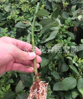 云南【全國銷售】昆明呈貢斗南無刺薔薇