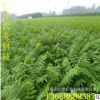 低價銷售批發香椿樹 喜光耐濕香椿樹 紅油香椿樹 價格優惠