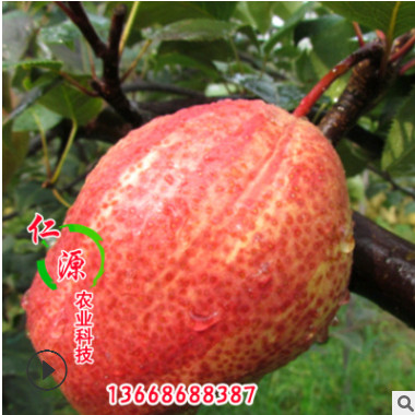 基地直銷梨苗 早酥紅梨苗 梨苗品種純正 價格合理