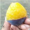 西梅李子樹苗現挖現賣品種齊全李子樹苗味道酸甜可口優質李子樹苗
