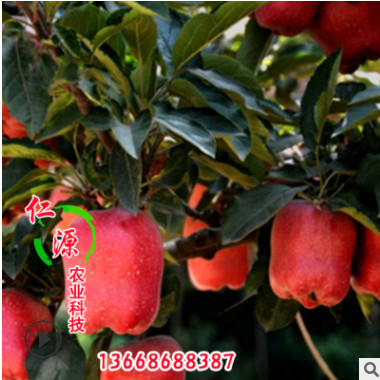 山東苗圃長期供應矮化蘋果苗 果大脆甜矮化蘋果樹苗 當年結果