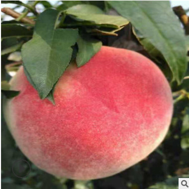桃樹苗中秋紅蜜 秋彤 晚熟品種多產量高桃樹苗個大味甜優質桃樹苗