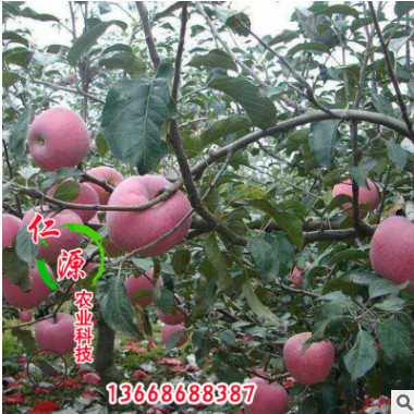 苗圃直銷矮化蘋果苗 清脆可口矮化蘋果苗 蘋果苗貨源足 量大從優