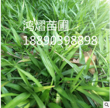 紫色水生植物 吉祥草 園林 盆栽 綠化苗木 易成活