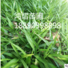 紫色水生植物 吉祥草 園林 盆栽 綠化苗木 易成活