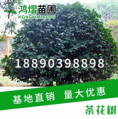 紅葉石楠球石楠樹庭院綠化苗木 樹苗 紅葉石楠四季常青綠化植物