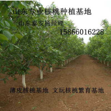 供應大核桃樹3---20公分量大