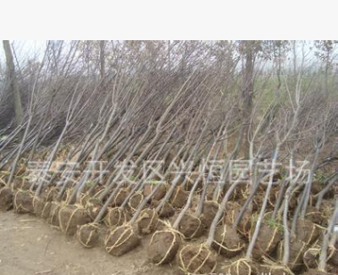 出售5公分的櫻花樹苗