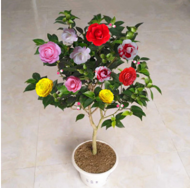 茶花苗山茶花盆栽四季綠植繡球白茶十八學(xué)士花卉觀花庭院五色赤丹