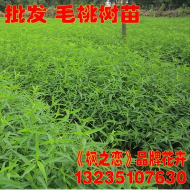 桃樹苗 批發毛桃小苗 紫葉桃苗 嫁接水蜜桃樹苗