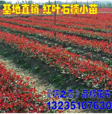 紅葉石楠苗 純正紅羅賓 紅葉石楠球石楠小苗 綠化苗木規格齊全