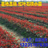 紅葉石楠苗 純正紅羅賓 紅葉石楠球石楠小苗 綠化苗木規格齊全