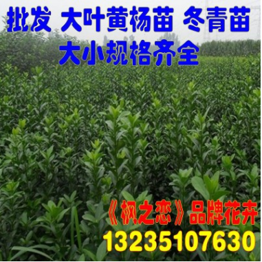 批發冬青苗 大葉黃楊小苗 北海道黃楊法國冬青樹苗