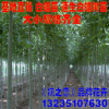 批發白蠟苗 白蠟樹苗 速生白蠟樹苗 基地直銷白蠟小苗