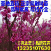 紫荊苗 速生紫荊小苗 加拿大紅葉紫荊小苗 紫荊樹苗批發