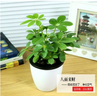 綠蘿水培植物盆栽花卉室內綠植辦公室室內盆栽綠蘿盆景