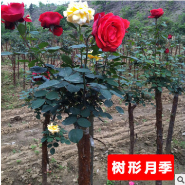 批發樹狀月季花 月季樹花苗 樹形月季 高檔樹樁當年開花品