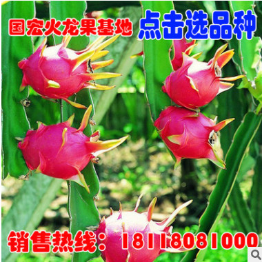 火龍果苗南北方種植陽臺室內紅心紅肉水果苗盆栽當年結果果樹苗