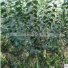 臘梅樹苗冬季觀賞花卉 臘梅花苗 50-100cm高 落葉灌木 梅花苗