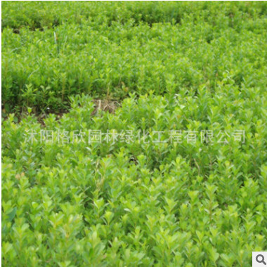 基地直銷 小葉黃葉球銷售 量大優惠 黃楊球批發 精品黃楊球價格