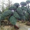 供應對接白蠟樁景 優質白蠟樹價格 湖南基地直供 量大價優 易成活