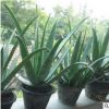 庫拉索中國蘆薈苗基地直銷美容綠植盆栽食用美容中華大蘆薈多肉