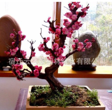 紅梅盆栽造型盆景美人梅素心臘梅植物庭院花卉朱砂梅烏梅臘梅樹樁