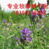 紫花苜蓿|25kg/袋